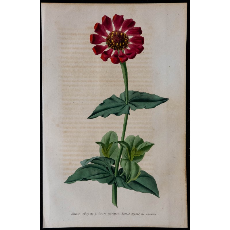1843 - Zinnia élégante 1843 - Zinnia élégante