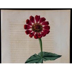 1843 - Zinnia élégante 
