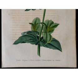 1843 - Zinnia élégante 