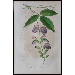 1843 - Canavalia bonariensis 