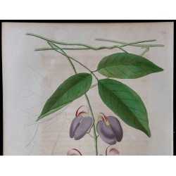 1843 - Canavalia bonariensis 