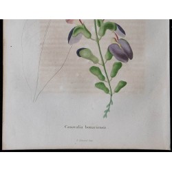1843 - Canavalia bonariensis 
