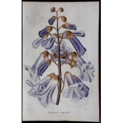 1843 - Paulownia impérial 