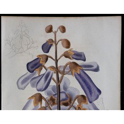 1843 - Paulownia impérial 