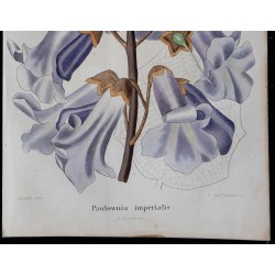 1843 - Paulownia impérial 