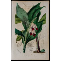 1843 - Gastrochilus pulcherrimus 