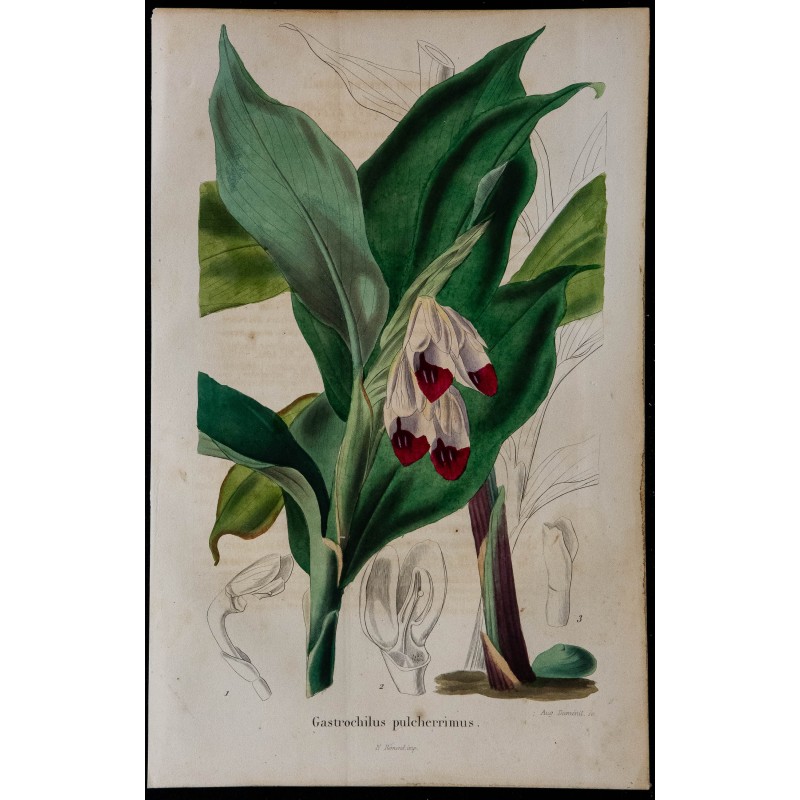 1843 - Gastrochilus pulcherrimus 