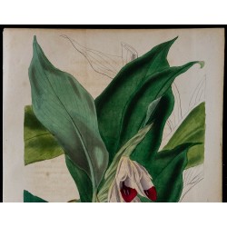 1843 - Gastrochilus pulcherrimus 