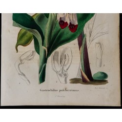 1843 - Gastrochilus pulcherrimus 
