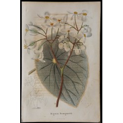 1843 - Begonia brongniartii 