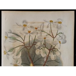 1843 - Begonia brongniartii 