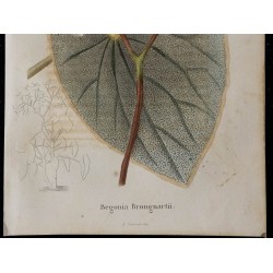 1843 - Begonia brongniartii 