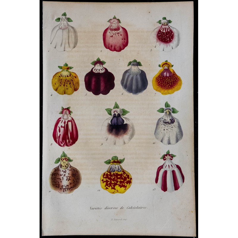 1843 - Calceolaire 1843 - Calceolaire