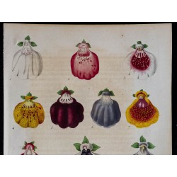 1843 - Calceolaire 