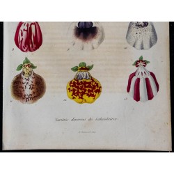 1843 - Calceolaire 