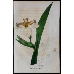 1843 - Iris céleste 
