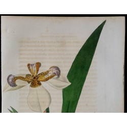 1843 - Iris céleste 