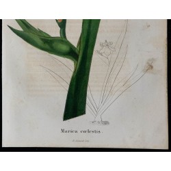 1843 - Iris céleste 
