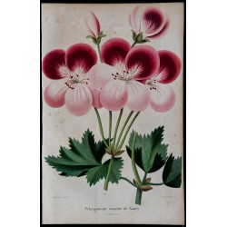 1843 - Pélargonium 