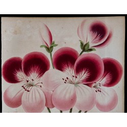 1843 - Pélargonium 