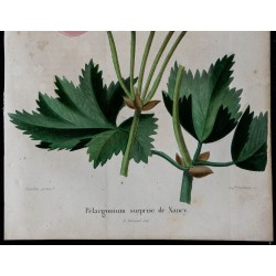 1843 - Pélargonium 