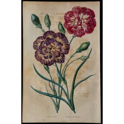 1843 - Œillet 
