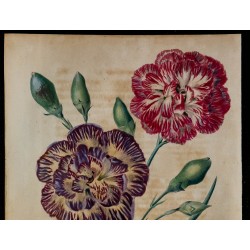 1843 - Œillet 