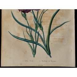 1843 - Œillet 