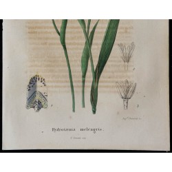 1843 - Fritillaire pintade 