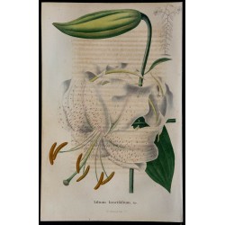 1843 - Lys tigre 
