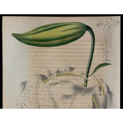 1843 - Lys tigre 