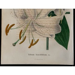 1843 - Lys tigre 