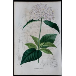 1843 - Sipanea carne 