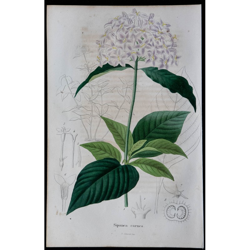 1843 - Sipanea carne 