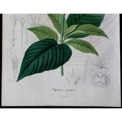 1843 - Sipanea carne 