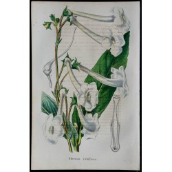 1843 - Gloxinia tubiflora 