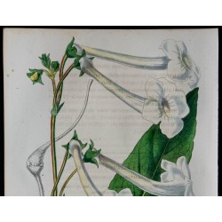 1843 - Gloxinia tubiflora 