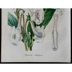 1843 - Gloxinia tubiflora 