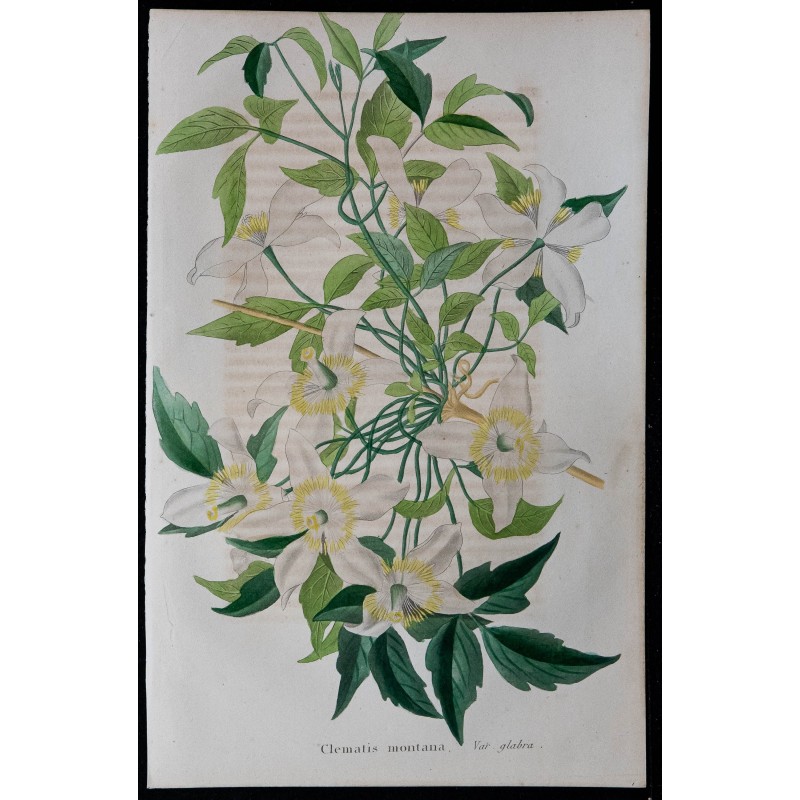 1843 - Clématite montagne 
