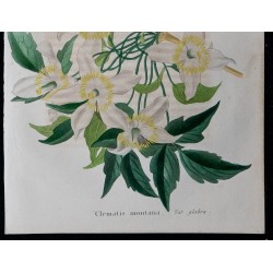 1843 - Clématite montagne 