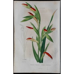 1843 - Antholyze d'Abyssinie 
