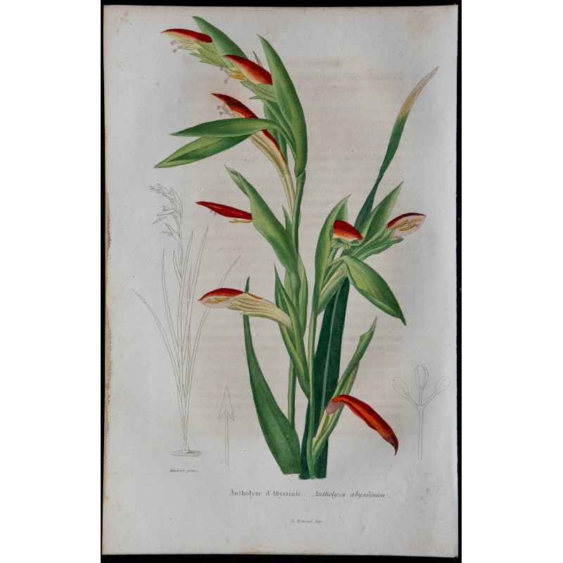 1843 - Antholyze d'Abyssinie 