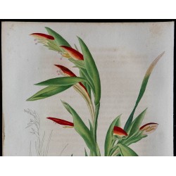 1843 - Antholyze d'Abyssinie 
