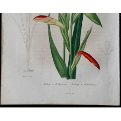 1843 - Antholyze d'Abyssinie 