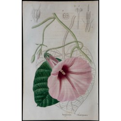 1843 - Argyreia choisyana 