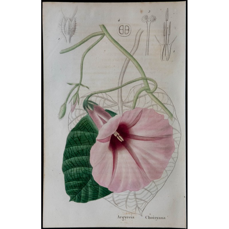 1843 - Argyreia choisyana 