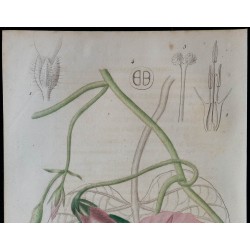 1843 - Argyreia choisyana 