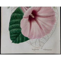 1843 - Argyreia choisyana 