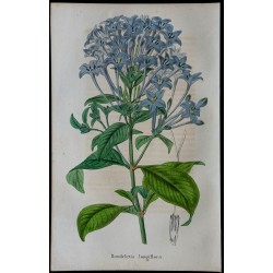 1843 - Rondeletia longue 