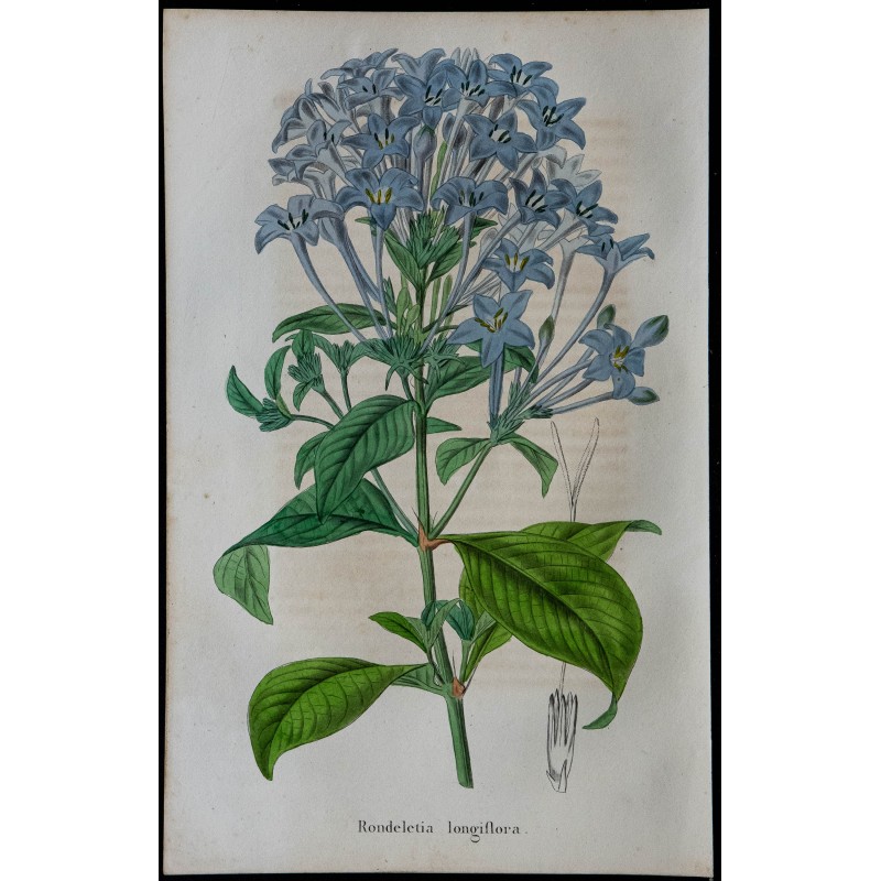 1843 - Rondeletia longue 
